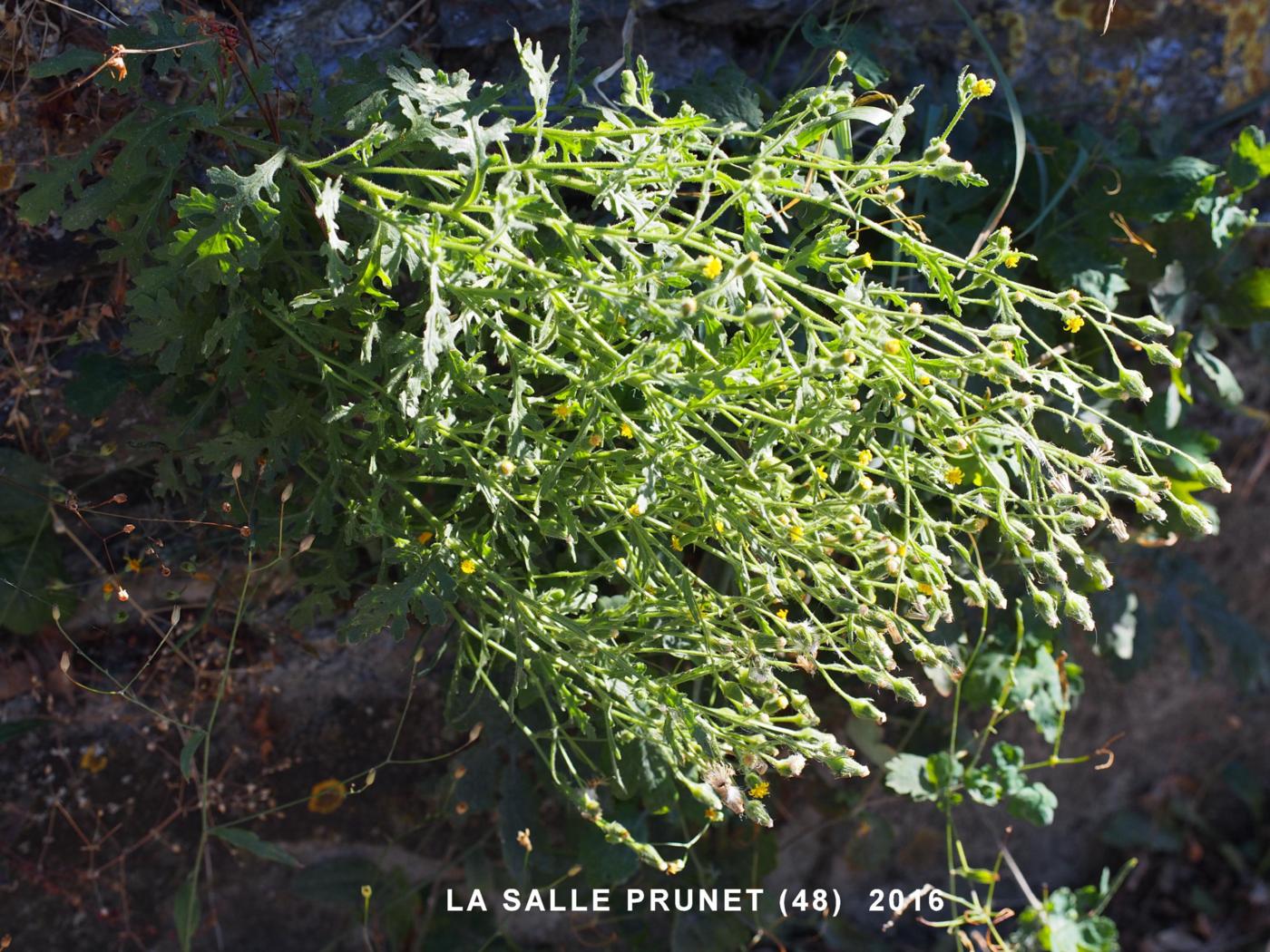 Groundsel, Sticky plant